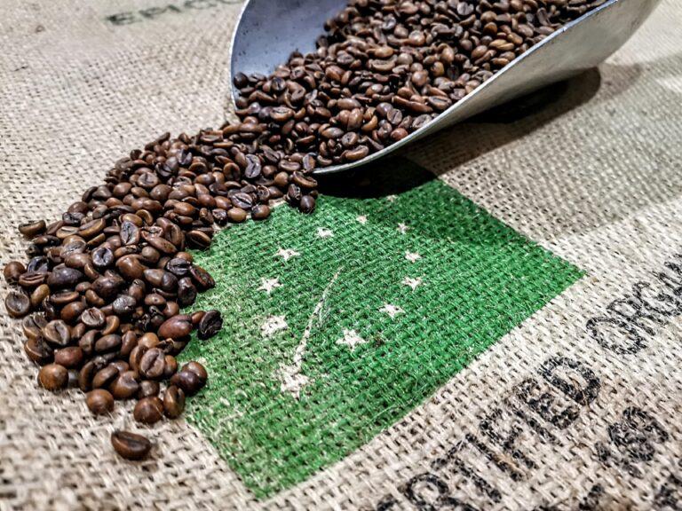 Hier ist ein bereits entkoffenierter Rohkaffee zu sehen. Dieser Rohkaffee wurde mit Wasser entkoffeiniert und hat durch den schonenden Prozess bereits eine bräunliche Färbung angenommen.